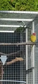 Prodám dvě samice alexandrů rudohlavých