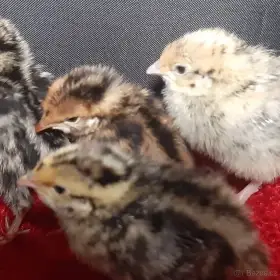 Prodám mladé křepelky