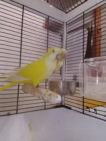 Koupím 1.0 Mníšek šedý lutino