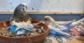 Andulky s hendikepem