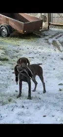 Německý krátkosrstý ohař