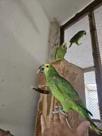 Amazoňan modročelý  buňky pro papoušky