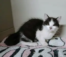 Kocourek Porthos hledá nový domov