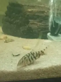 Sekavky Pakistáncké 4 ks