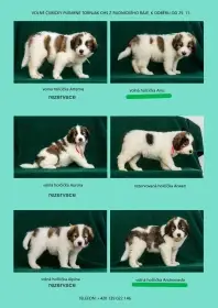 Poslední dvě volné fenečky tornjak s PP