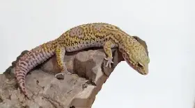 Gekončík noční - letošní mláďata