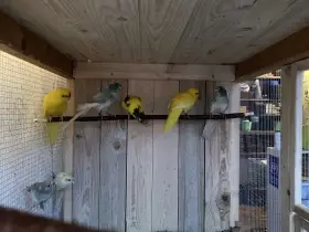 Kakariki červenočelý