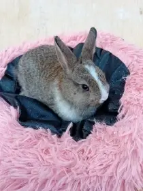 Zakrslý králíček