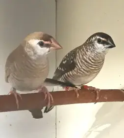 0,2 amadina pruhovaná