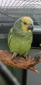 Amazoňan modročelý