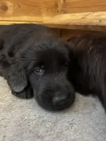 Flat coated retriever-nejkrásnější závěr roku-volná štěňátka