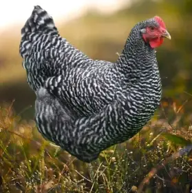 Slepice Kuřice Nosnice Dominanty 20 týdnů staré - červené, Sussex, kropenaté