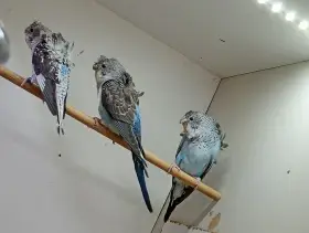 Andulka blackwings hagomoro