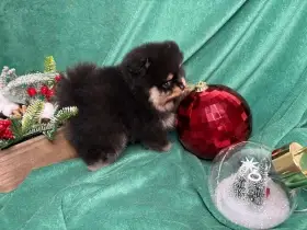 Štěňata pomeraniana s PP FCI