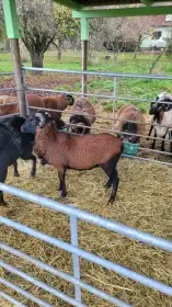 Prodej plemenný beran KA