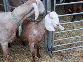 Prodám  100 % AN kozičku s nárokem na POP