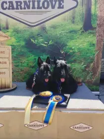 Skotský teriér - Scottish terrier