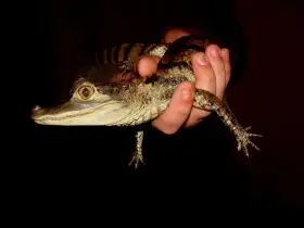 Kajman brýlový (Caiman crocodilus) NZ 2025 - můj chov, ne dovoz [import]