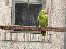 Amazoňan modročelý xanthopteryx