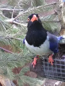 Prodám kraska červenozobá