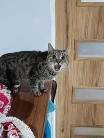 Evička z nevyhovujících podmínek hledá domov