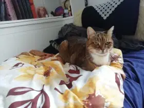 Starsi kočička po zemřelé majitelce hledá domov