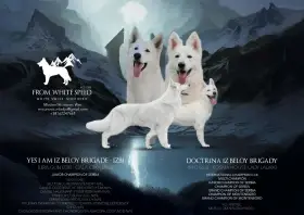 Bílý švýcarský ovčák – Štěňata