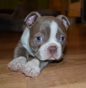 Bostonský teriér s PP Lilac