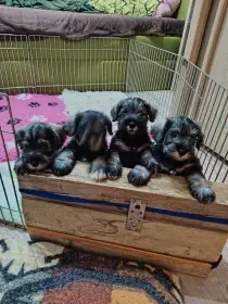 Prodám štěňata knírač malý PS