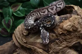 Krajta královská - samec - Black Pewter