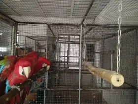 Ara zelenokřídlý 1,1