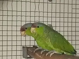 Amazoňan fialovotemenný