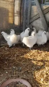 Prodám hedvábničky