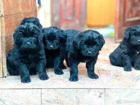 Newfoundland Novofundlandsky Volne 4fenky