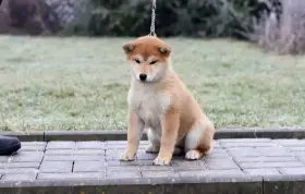 Fenečka shiba inu s PP
