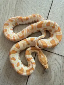 Krajta tmava Albino