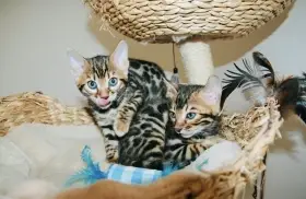 Bengálská kočka -holčička