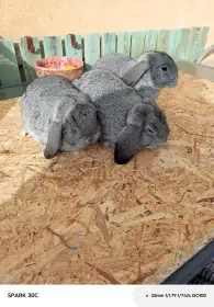 Prodám Zakrslé beránky činčilové