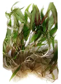 Kryptokoryny červené Cryptocoryne affinis