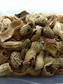 Arašídový brouk ( Ulomoides dermestoides)