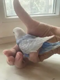 Andulky na ochočení