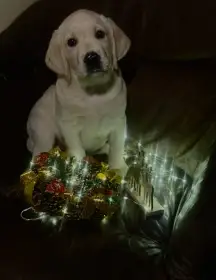 Labrador retriever s PP