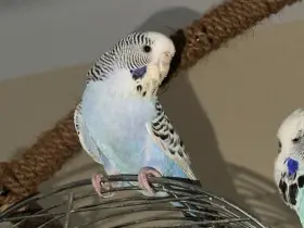 Prodám chovný pár