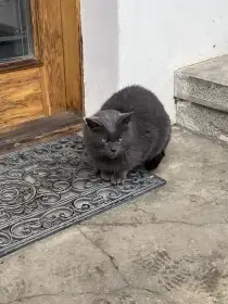 Opuštěná kočička