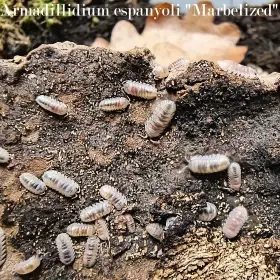 Isopody - výhodné balíčky