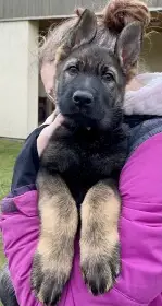 Fenka německého ovčáka