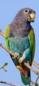 Amazonek modrohlavy brazilsky