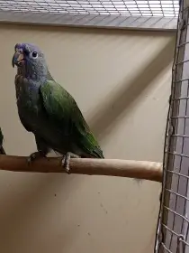 Koupím starší 0.1 Amazónek modrohlavý