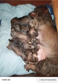 Prodám jezevčíky drsnosrsté standard