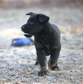 Německý ovčák pejsek s PP